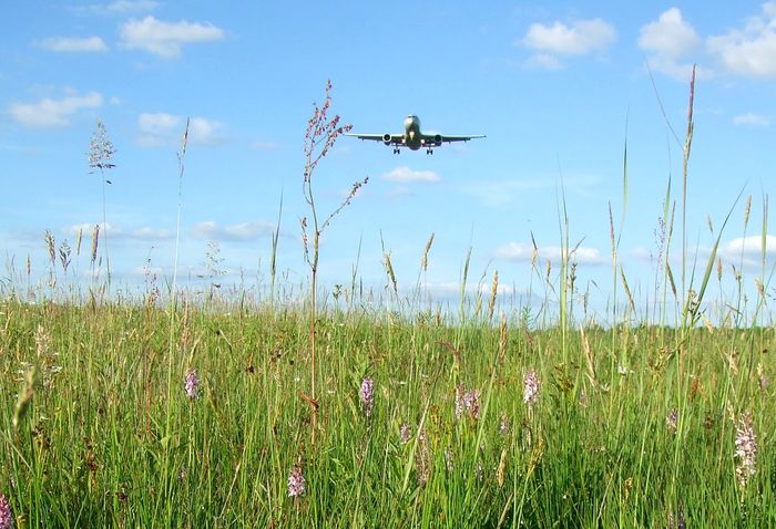 Landeanflug auf Orchideen